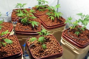 Using Hydroponics to Cultivate Cannabis​
