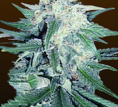CB Dream Feminized CBD Marijuana Seeds