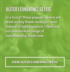 AUTOFLOWERING SEEDS In a hurry? These popular strains are bred so they flower based on time instead of light exposure. Check out our phenomenal range of autoflowering seeds now.