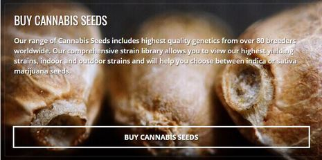 BUY CANNABIS SEEDS Our range of Cannabis Seeds includes highest quality genetics from over 80 breeders worldwide. Our comprehensive strain library allows you to view our highest yielding strains, indoor and outdoor strains and will help you choose between indica or sativa marijuana seeds.