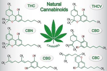 What Does Cannabigerol (CBG) Cannabinoid Do?