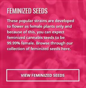 FEMINIZED SEEDS These popular strains are developed to flower as female plants only and because of this, you can expect feminized cannabis seeds to be 99.99% female. Browse through our collection of feminized seeds here.