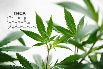 Use of Cannabinoids in Beauty Products​