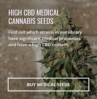 HIGH CBD MEDICAL CANNABIS SEEDS Find out which strains in our library have significant medical properties and have a high CBD content.