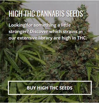 HIGH THC CANNABIS SEEDS Looking for something a little stronger? Discover which strains in our extensive library are high in THC.
