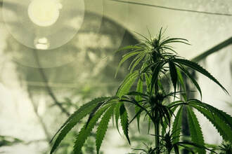 Lighting for Cannabis Growers